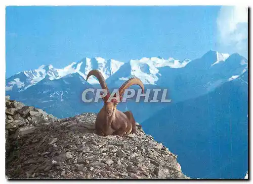 Cartes postales moderne Steinbock mit Berninagruppe