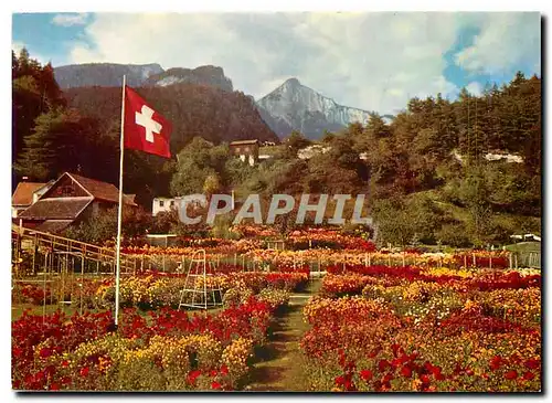 Cartes postales moderne Dahlien und Herstblumenschau M Wieland Tamins bei Chur