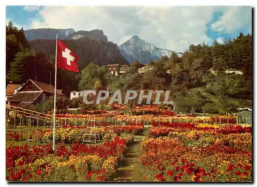 Cartes postales moderne Dahlien und Herbstblumenschau M Wieland Tamins