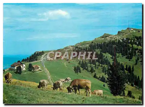 Cartes postales moderne Rigi Staffel und Rigi Kulm