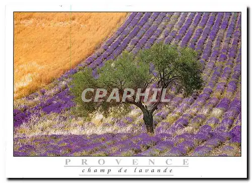 Cartes postales moderne La Provence Champ de Lavande