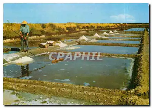 Cartes postales moderne Ile de Re Charente Maritime Marais salants