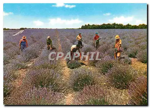 Cartes postales moderne Sous le Beau Ciel de Provence Coupeurs de Lavande