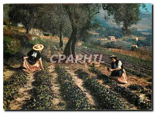 Cartes postales moderne Cote d'Azur Cueillette des violettes a Tourrettes sur Loup Alpes Maritimes