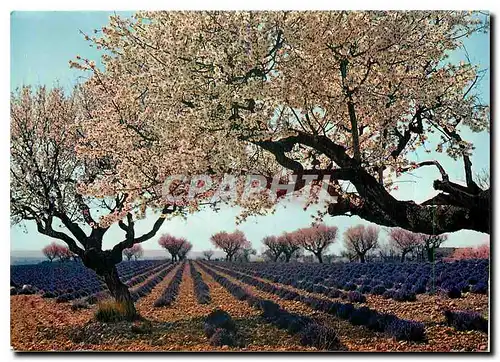 Cartes postales moderne Lavande et amandiers en fleurs dans les Alpes de Provence