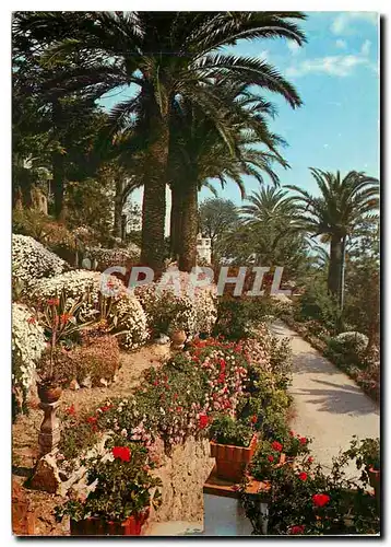 Cartes postales moderne Cote d'Azur et Provence Sa vegetation mediterraneenne