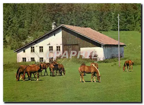 Cartes postales moderne Au paturage des Franches Montagnes