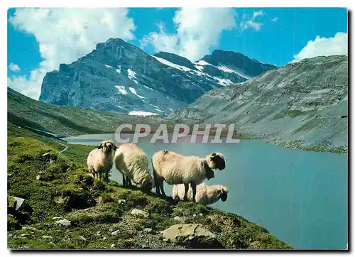 Moderne Karte Daubensee am Gemmipass Leukerbad Kandersteg Daubenhorn