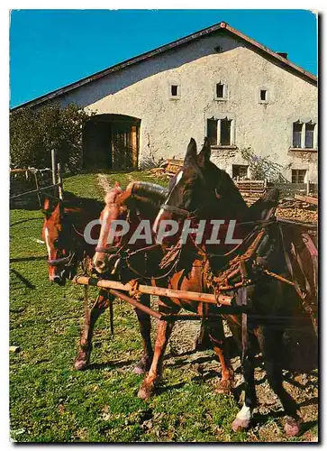 Cartes postales moderne In den Freibergen