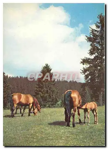 Cartes postales moderne Freiberger Mutterstuten mit ihren Fohlen