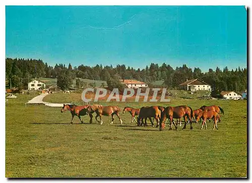Cartes postales moderne Aux paturages des Franches Montagnes