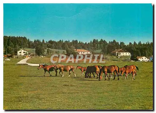 Moderne Karte Aux paturages des Franches Montagnes