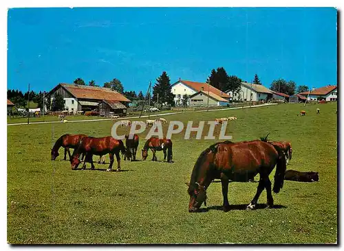 Moderne Karte Au paturages du Jura Franches Montagnes