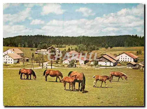 Cartes postales moderne Fohlen mit Stuten in den Freibergen