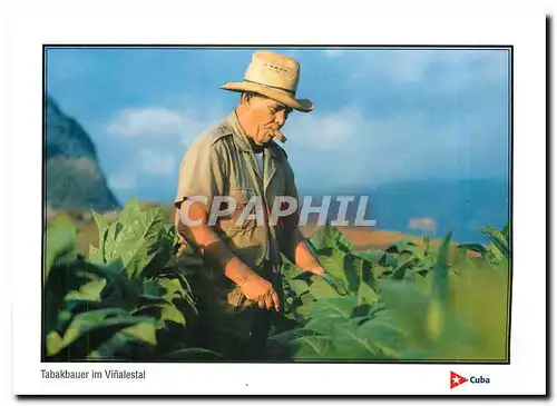 Cartes postales moderne Tabakbauer im Vinalestal Cuba