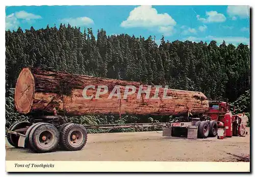 Cartes postales moderne Tons of Toothpicks Redwood Highway California