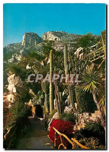 Cartes postales Principaute de Monaco Le Jardin Exotique