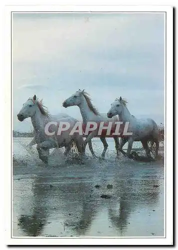 Cartes postales moderne La Camargue en Languedoc Chevaux a travers les marais