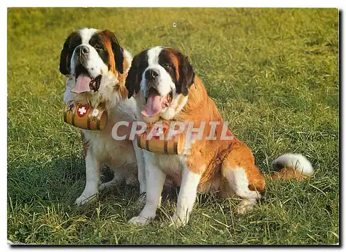 Cartes postales moderne St Bernhards Zwinger von Malters