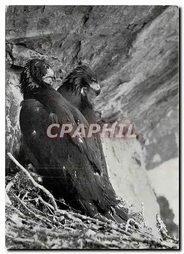 Cartes postales moderne Adler im Horst Aigles sur leur aire