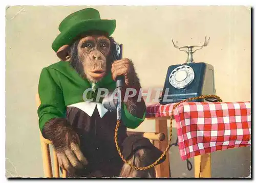 Cartes postales moderne Singe  Telephone