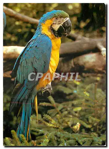 Cartes postales moderne Zoologischer Garten Zurich Ararauna