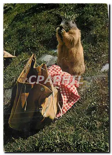 Cartes postales moderne Marmotte Gute Sachen gibt es