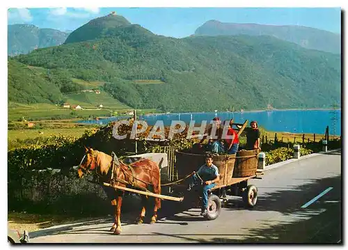 Cartes postales moderne Raccotta del vino Weiniese in Sudtirol