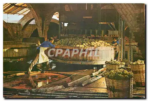 Cartes postales moderne Cavas Codorniu Le pressurage du raisin