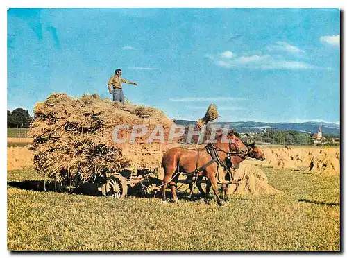 Cartes postales moderne Freiberger Zweigespann am Erntewagen