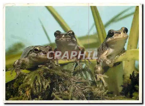 Cartes postales moderne Pacific Tree Frogs Hyla regilla These frogs show a dramatic ability to change color from one hab