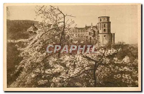 Cartes postales Heidelberger Schloss im Blutenschmuck