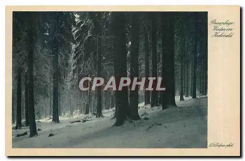 Cartes postales moderne Braunlage Winterim Hochwald