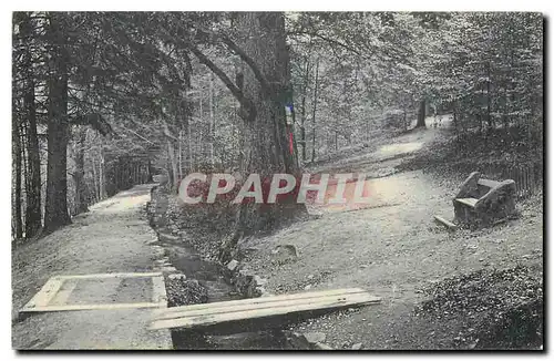 Cartes postales moderne Bad Harzburg Am Philosophenweg