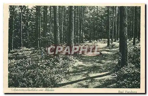 Cartes postales Sonnenstrahten im Walde Bad Harzburg