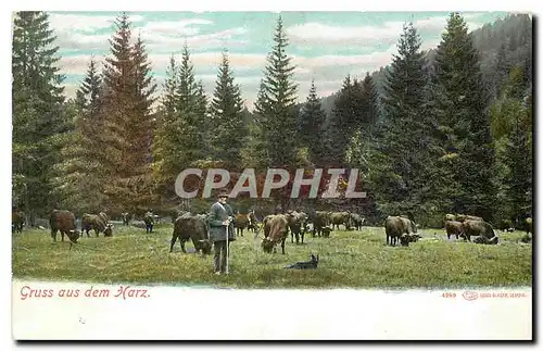 Cartes postales Gruss aus dem Harz Vaches
