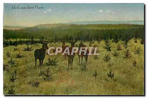 Cartes postales Idyll aus dem Harz Biches
