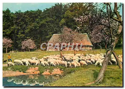 Cartes postales moderne La Normandie Moutons au pacage