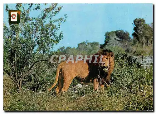 Cartes postales moderne Rio Leon Safari park Albinana Tarragona Espana