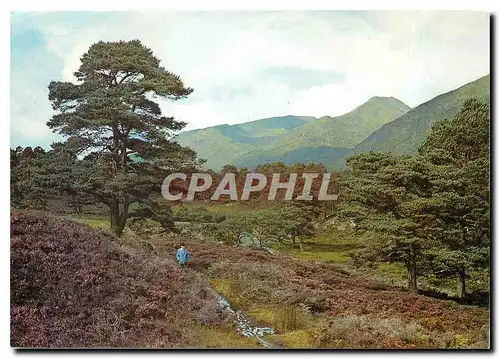 Cartes postales moderne Glenn Affric Inverness shire