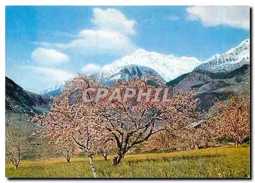 Cartes postales moderne Merano Primavero a Tirolo con vista della Zielspitze