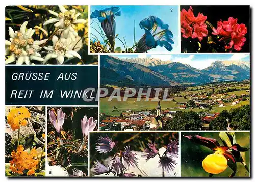 Cartes postales moderne Grusse aus Reit im Winkl Leontopodium alpinum