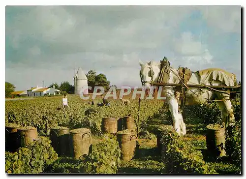 Cartes postales moderne Ile d'Oleron Chte M La Vendange pres du Moulin de la Bree