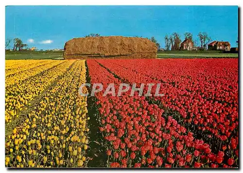 Cartes postales moderne Holland Blumenland