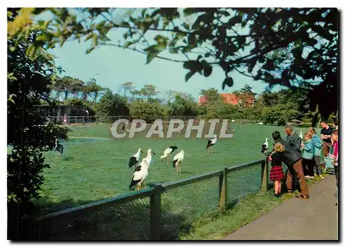 Cartes postales moderne Knokke Zoute La reserve ornithologique du Zwin Cigognes