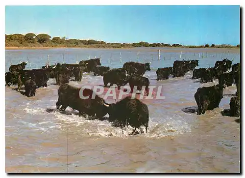 Cartes postales moderne En Camargue B du Rh Manade Combat entre deux taureaux sauvages