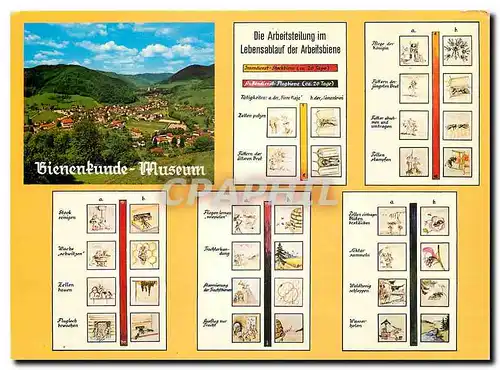 Cartes postales moderne Bienenkunde-Museum und Imker-Lehrschau