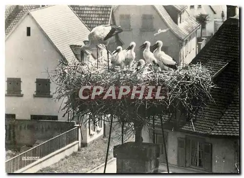 Cartes postales moderne L'Alsace Pittoresque Les Grandes Familles Cigognes