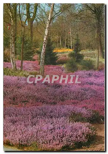 Cartes postales moderne Keukenhof Lisse-Holland