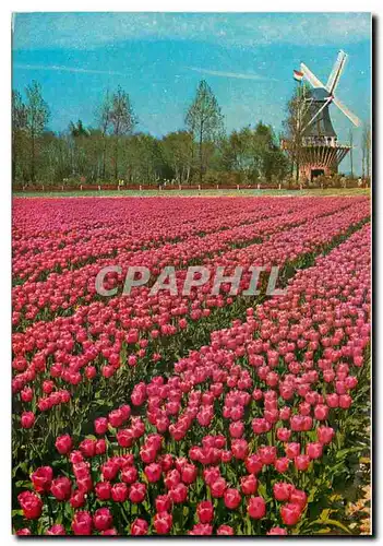 Moderne Karte Keukenhof Lisse-Holland